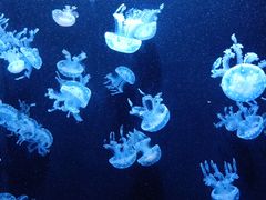 -成都浩海立方海洋公园