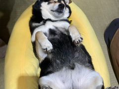 -逗柴咖啡屋·狗咖猫咖宠物桌游