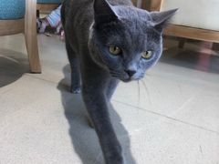 -藏猫猫咖啡主题馆(中央大道店)