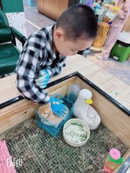 -神奇动物撸宠馆·羊驼·小浣熊·异宠(豫园店)
