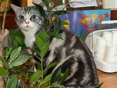 -咖法森林·咖啡  酒吧(天河店)