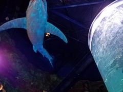 -青岛嘉年华主题乐园