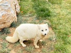 -大青山野生动物园