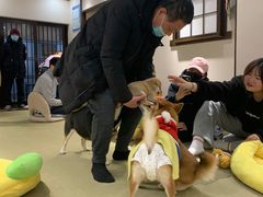 -逗柴咖啡屋·狗咖猫咖宠物桌游