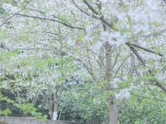 -南山植物园