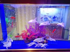 -大自然花鸟鱼虫市场
