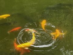 -杭州植物园