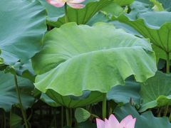 -荔湾湖公园