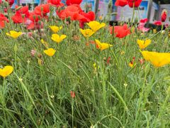 -国家植物园南园