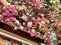 -深圳国际园林花卉博览园