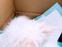 -宠颐生宠物医院·综合诊疗(先锋分院)