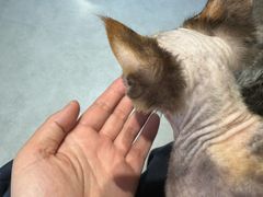 -琪喵猫屋·撸猫猫咖·猫舍