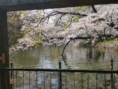 -井之头恩赐公园