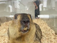 -怪兽屋·羊驼·猫咖·狗咖(俊华广场店)