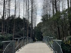 -上海滨江森林公园