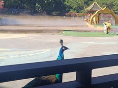 -西双版纳原始森林公园