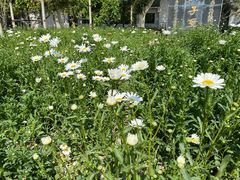 -天幕新彩云国际影城(激光巨幕店)