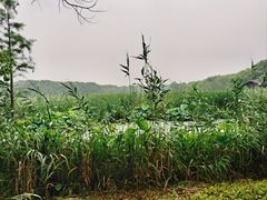 -同里国家湿地公园