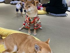 -逗柴咖啡屋·狗咖猫咖宠物桌游