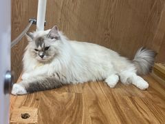 -MOCHA明星猫咖(田子坊店)