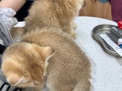-瑞鹏宠物医院·夜间急症·心超·猫科(祖庙分店)