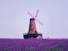 -大塘金香草谷