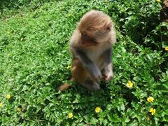-海南热带野生动植物园