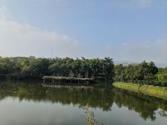 -大屏嶂森林公园