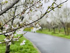 -花开海上生态园