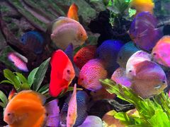 -上海海洋水族馆