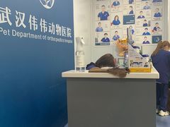 -伟伟宠物医院·CT影像中心·瑞派犬猫综合性门诊(汉口总院)