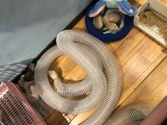 -藦茜花园宠物主题亲子互动体验馆(国顺东路店)