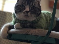-猫色咖啡·猫咖
