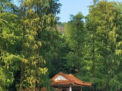 -深圳仙湖植物园