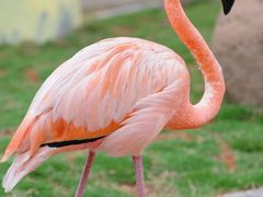 -灵玲国际马戏城