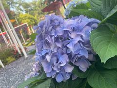 -深圳仙湖植物园