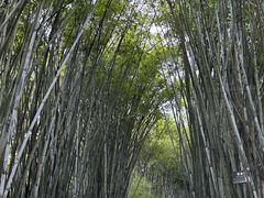 -海南热带野生动植物园