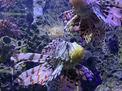 -太平洋海底世界