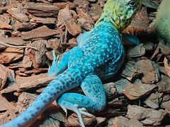 -帕帕拉兹宠物(亚洲旗舰店)