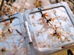 -桃花堤公园