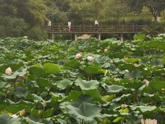 -龙头寺公园
