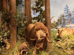 -陕西自然博物馆