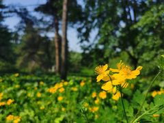 -黑龙江省森林植物园