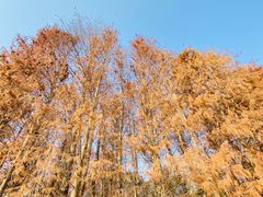 -上海海湾国家森林公园