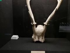 -重庆中国三峡博物馆(重庆博物馆)