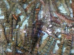 海虾-渔民新村(番禺总店)