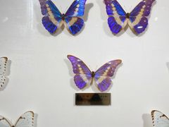 -上海昆虫博物馆