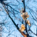 2021盼望已久的香雪公园梅花终于盛开啦[加油][加油][加油]