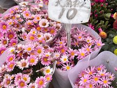 -桂林市花鸟市场