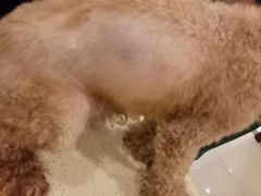 -艾贝尔宠物医院·24H转诊中心·肿瘤猫专科(江宁双龙店)